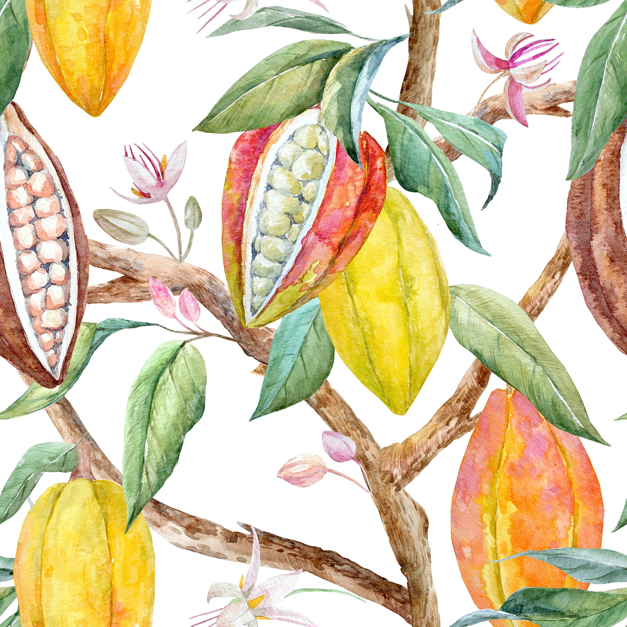 A kakaó első megjelenése Európában